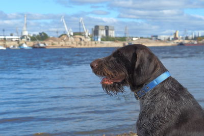 Dog looking at sea