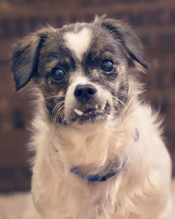 Close-up portrait of a dog