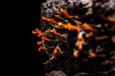 Close-up of fire against black background