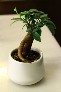Close-up of potted plant on table