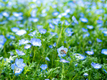 Close-up of purple flowers on field