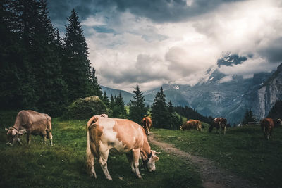 Cows standing in a field