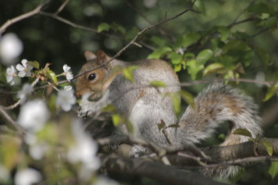 Close-up of squirrel on tree