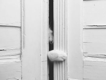 Close-up of cat behind door