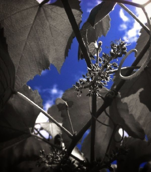 low angle view, sky, blue, sunlight, close-up, day, cloud - sky, focus on foreground, cloud, outdoors, built structure, silhouette, nature, no people, tree, part of, hanging, branch, architecture, building exterior