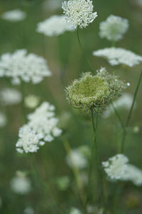 Close-up of flowering plant on field