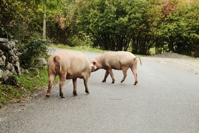 Pigs standing on road