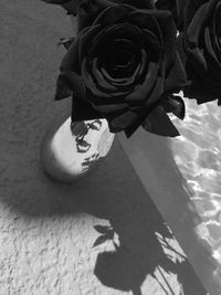 Close-up of rose flower