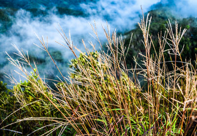 Close-up of grass growing on field against sky