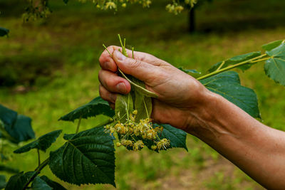 Cropped hand of person holding plant