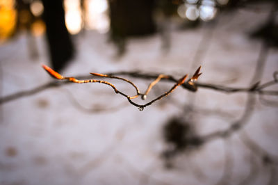 Close-up of wet plant on fence