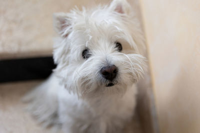 West highland white terrier dog left alone outside home on the stairs, ready for a walk with owner