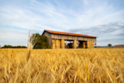 Blurred summer wheat field with open barn house and stacked straw bales in background