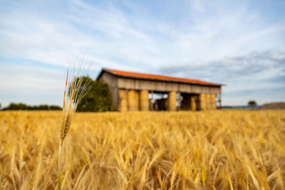 View of wheat field against sky