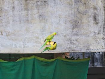 Close-up of parrot perching on wall