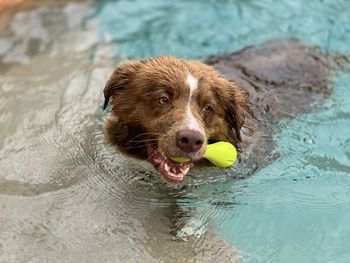 High angle view of a dog