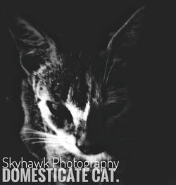 domestic cat