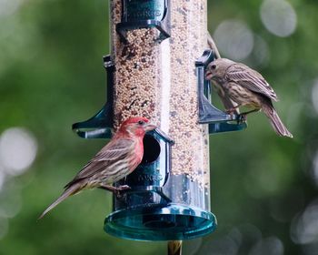 Close-up of birds perching on feeder