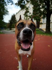 Close-up portrait of a dog