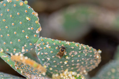 Close-up of succulent plant