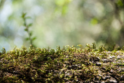 Close-up of moss growing on land