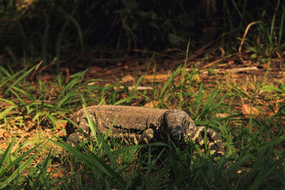 Close-up of a reptile in a field