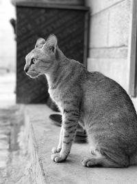 Close-up of cat sitting outdoors