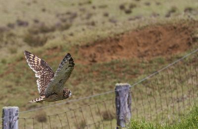 Close-up of eagle flying in grass