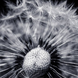 Close-up of dandelion