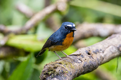 Close-up of bird perching on branch