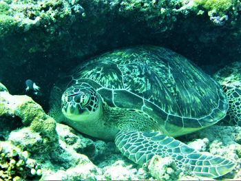 Close-up of turtle swimming in sea