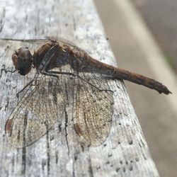 Close-up of insect