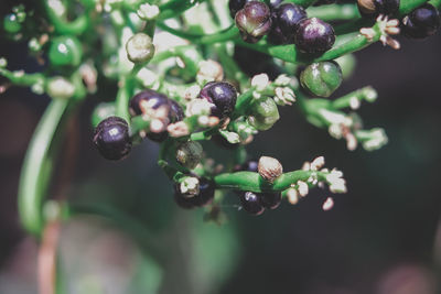 Close-up of berries growing on tree