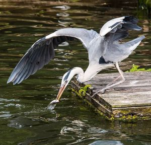 Gray heron catching in lake