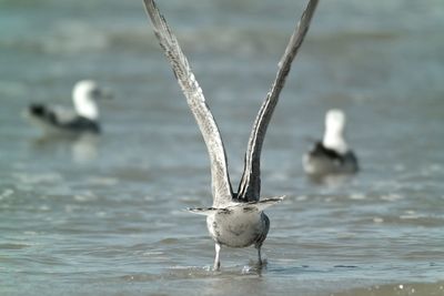 Seagulls on sea