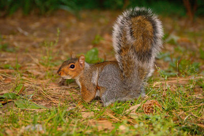 Close-up of squirrel on field