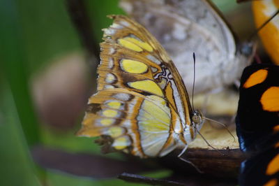 Close-up of butterfly on yellow leaf