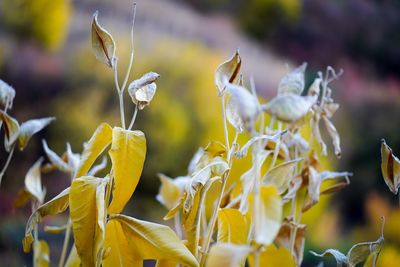Close-up of yellow flowering plant on field