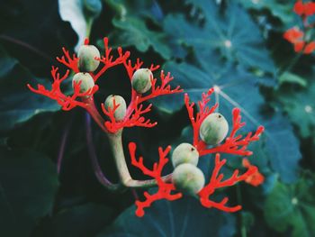 Close-up of red flower