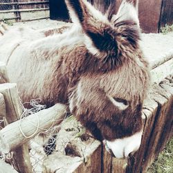 High angle view of horses
