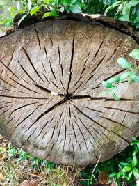 High angle view of tree stump on field
