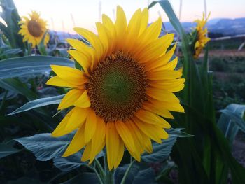 Close-up of sunflower