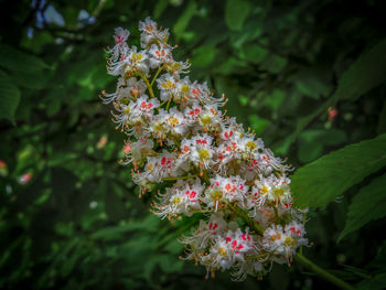 Close-up of flowers on tree