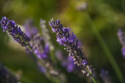 Close-up of purple flowering plant