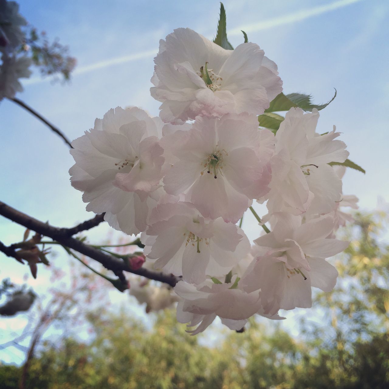 flower, freshness, tree, branch, growth, fragility, cherry blossom, low angle view, beauty in nature, blossom, cherry tree, petal, nature, sky, in bloom, blooming, springtime, close-up, focus on foreground, fruit tree