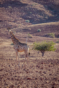 Giraffe standing on field in a forest