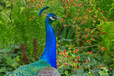 Close-up of peacock