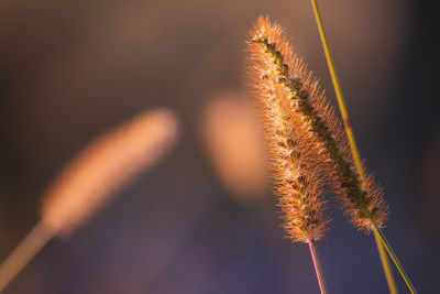 Close-up of stalks against sky at sunset