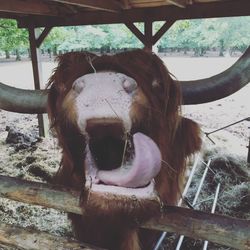 Close-up portrait of cow