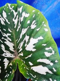 Close-up of succulent plant